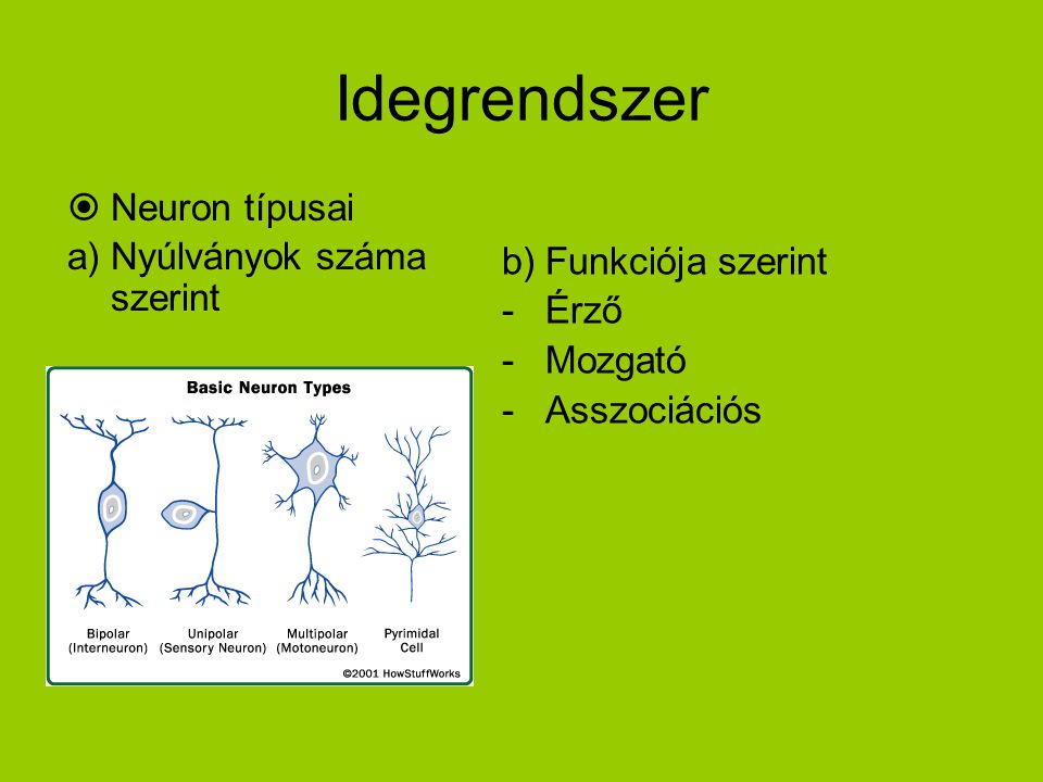 Idegrendszer Neuron típusai a) Nyúlványok száma szerint