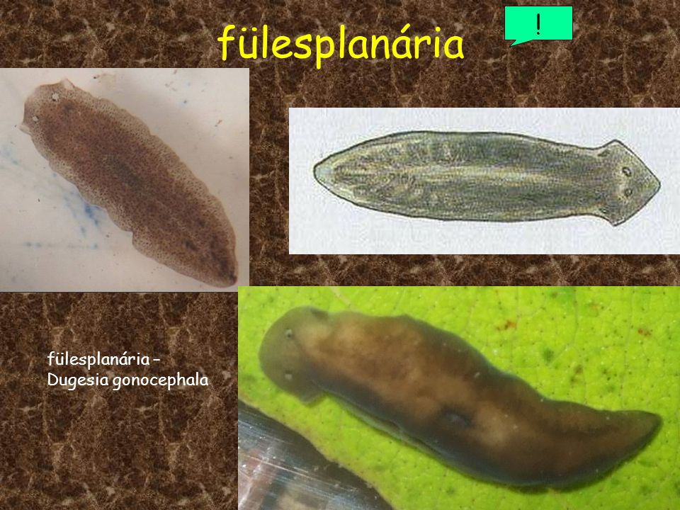 fülesplanária ! fülesplanária – Dugesia gonocephala