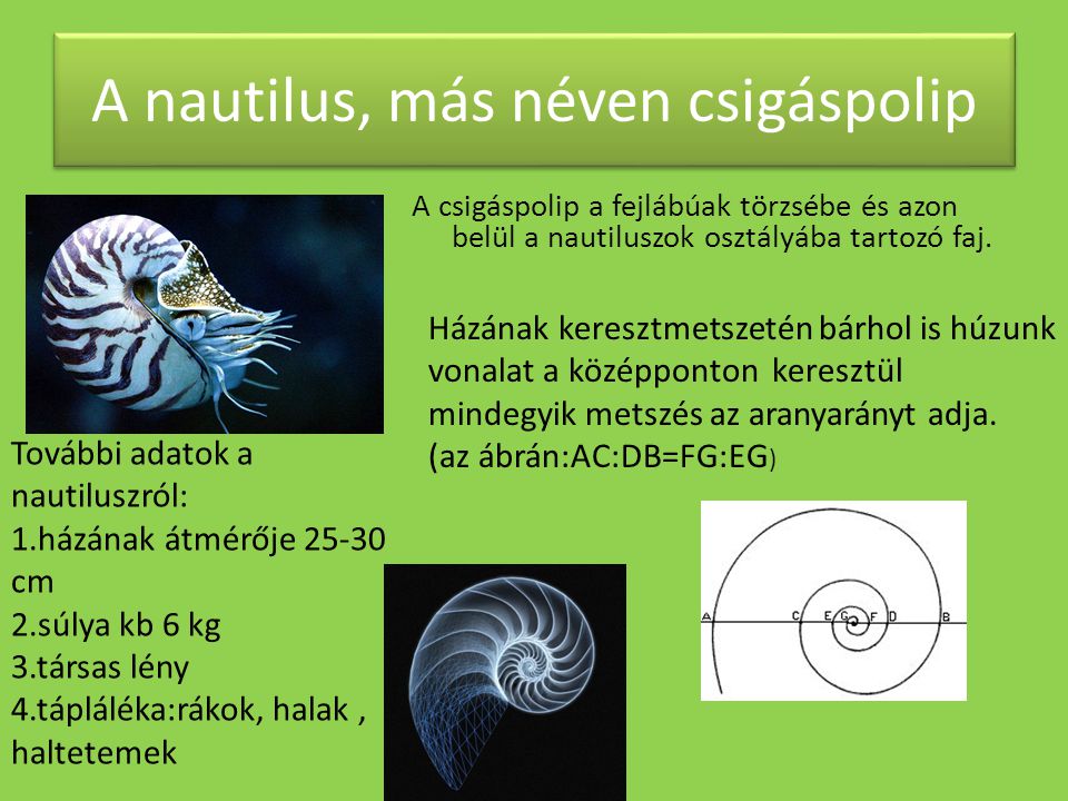 A nautilus, más néven csigáspolip