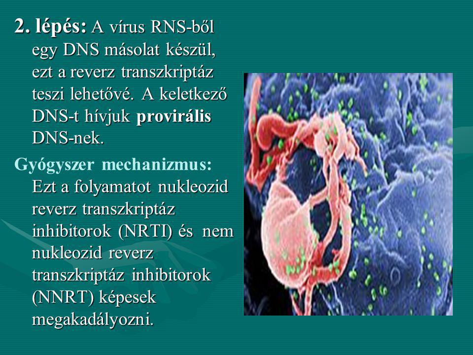 2. lépés: A vírus RNS-ből egy DNS másolat készül, ezt a reverz transzkriptáz teszi lehetővé. A keletkező DNS-t hívjuk provirális DNS-nek.