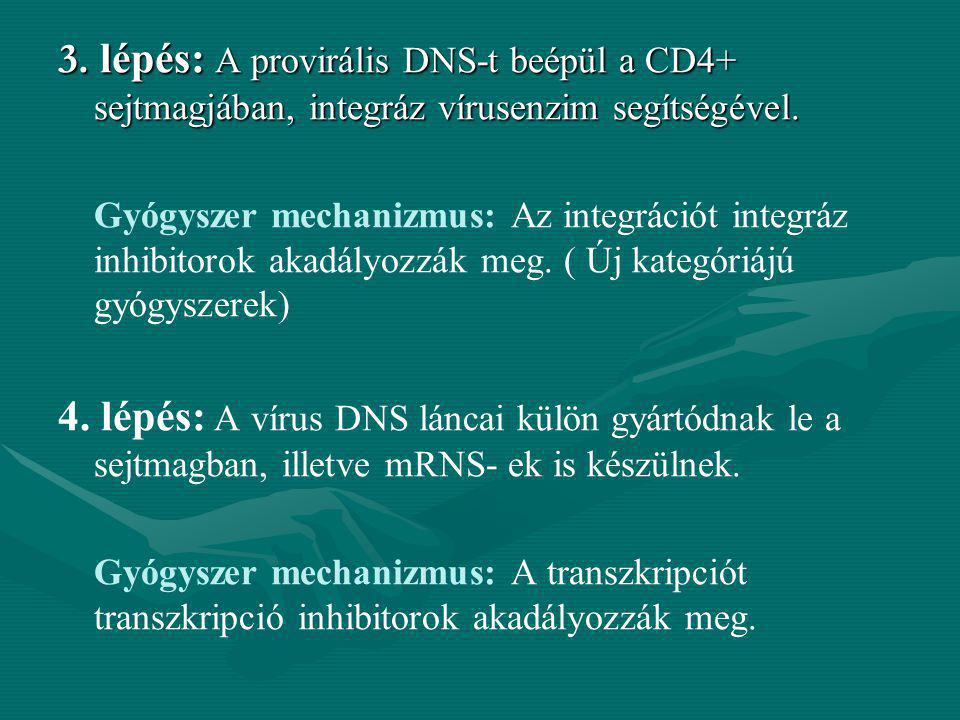 3. lépés: A provirális DNS-t beépül a CD4+ sejtmagjában, integráz vírusenzim segítségével.