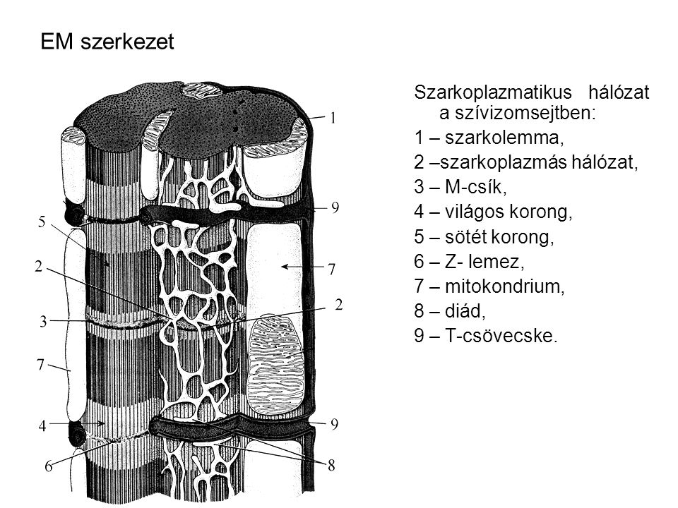 EM szerkezet Szarkoplazmatikus hálózat a szívizomsejtben:
