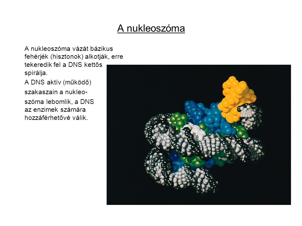 A nukleoszóma A nukleoszóma vázát bázikus fehérjék (hisztonok) alkotják, erre tekeredik fel a DNS kettős spirálja.