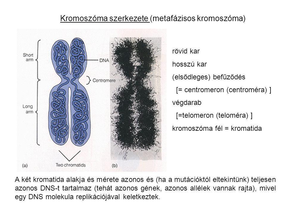 Kromoszóma szerkezete (metafázisos kromoszóma)