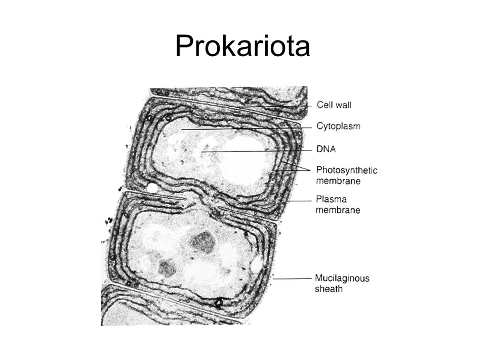 Prokariota