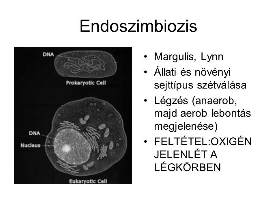 Endoszimbiozis Margulis, Lynn Állati és növényi sejttípus szétválása