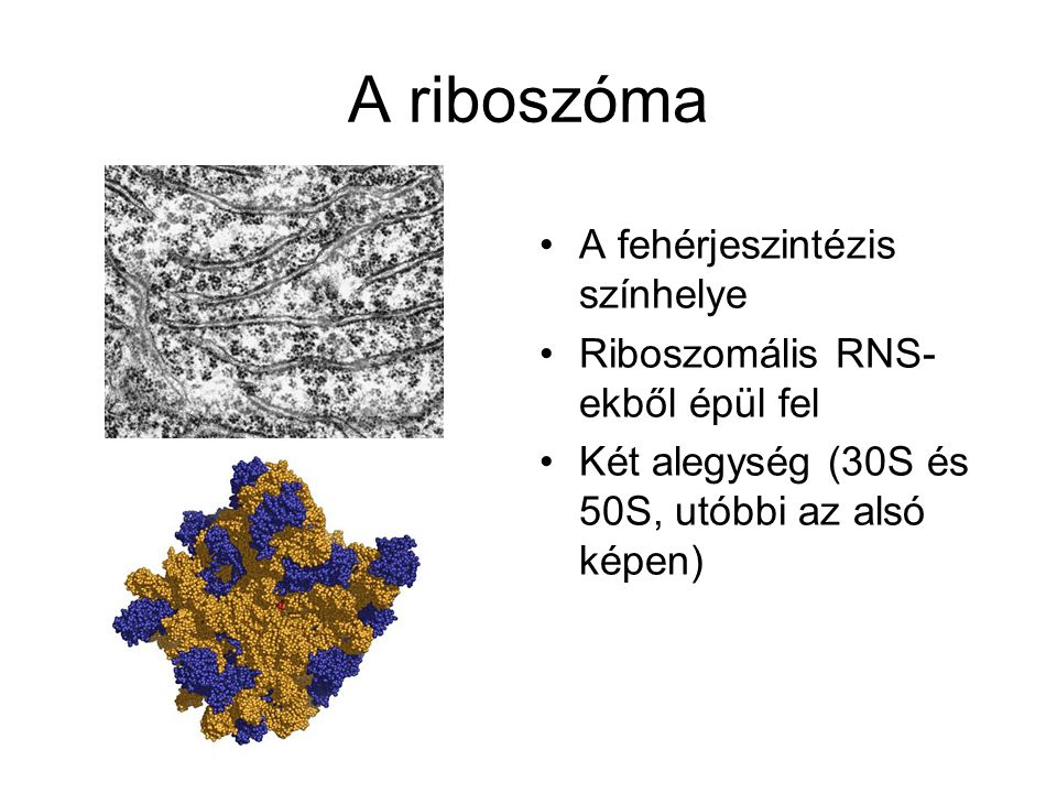 A riboszóma A fehérjeszintézis színhelye