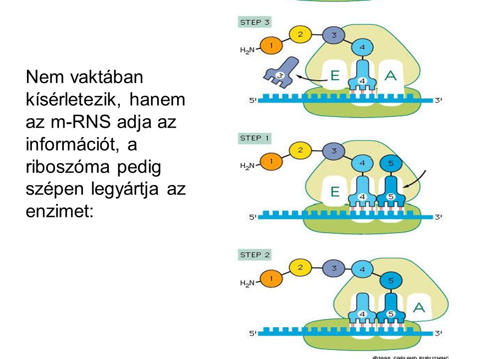 Nem vaktában kísérletezik, hanem az m-RNS adja az információt, a riboszóma pedig szépen legyártja az enzimet:
