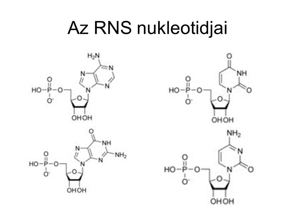 Az RNS nukleotidjai