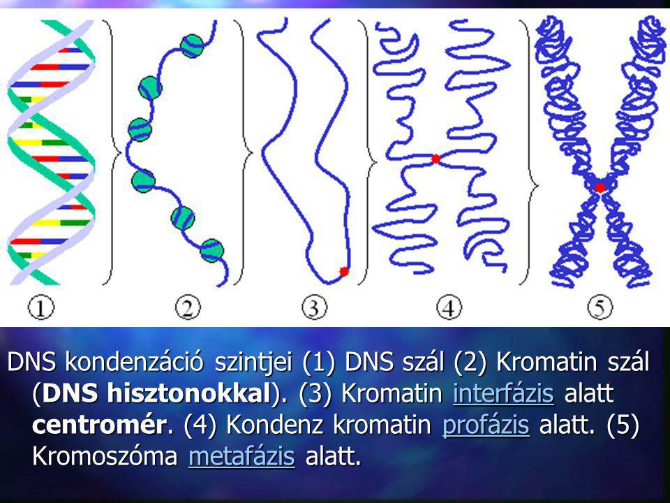 DNS kondenzáció szintjei (1) DNS szál (2) Kromatin szál (DNS hisztonokkal).