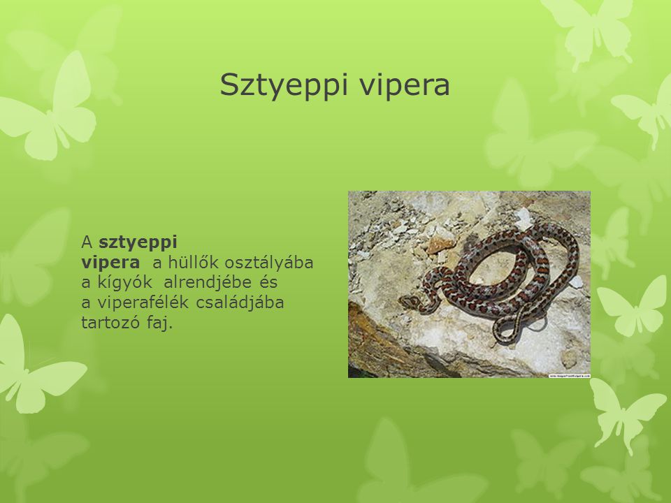 Sztyeppi vipera A sztyeppi vipera a hüllők osztályába a kígyók alrendjébe és a viperafélék családjába tartozó faj.