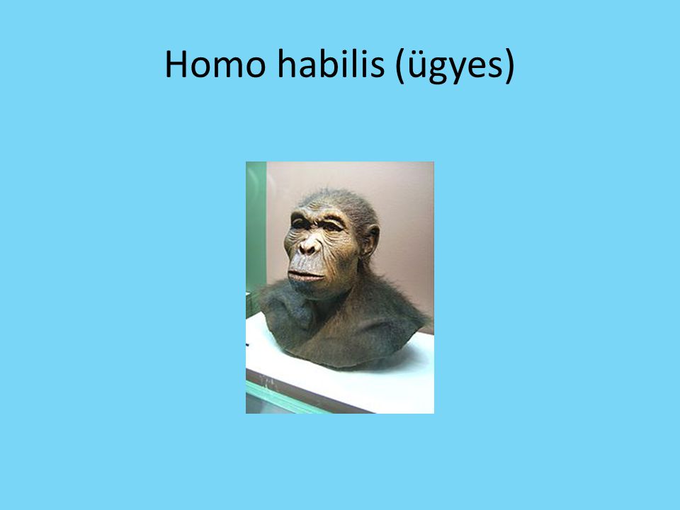 Homo habilis (ügyes)