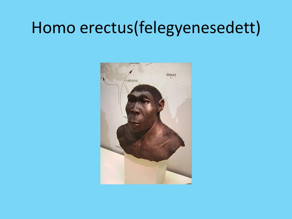 Homo erectus(felegyenesedett)