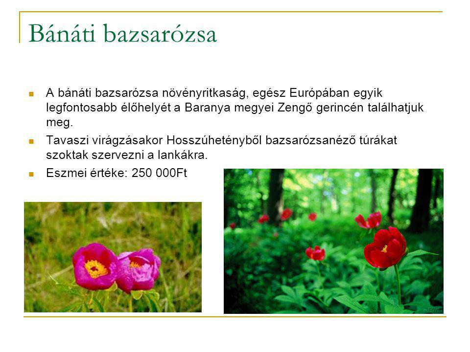 Bánáti bazsarózsa A bánáti bazsarózsa növényritkaság, egész Európában egyik legfontosabb élőhelyét a Baranya megyei Zengő gerincén találhatjuk meg.