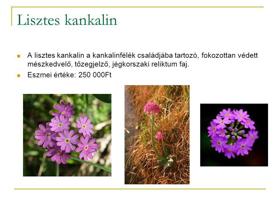 Lisztes kankalin A lisztes kankalin a kankalinfélék családjába tartozó, fokozottan védett mészkedvelő, tőzegjelző, jégkorszaki reliktum faj.