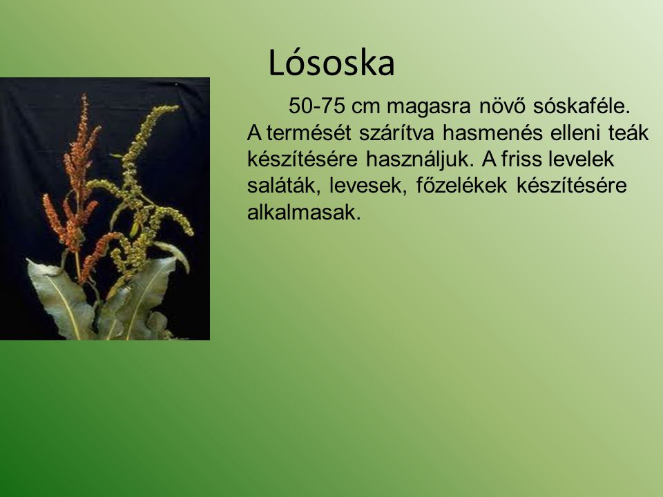 Lósoska