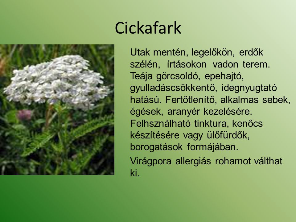 Cickafark