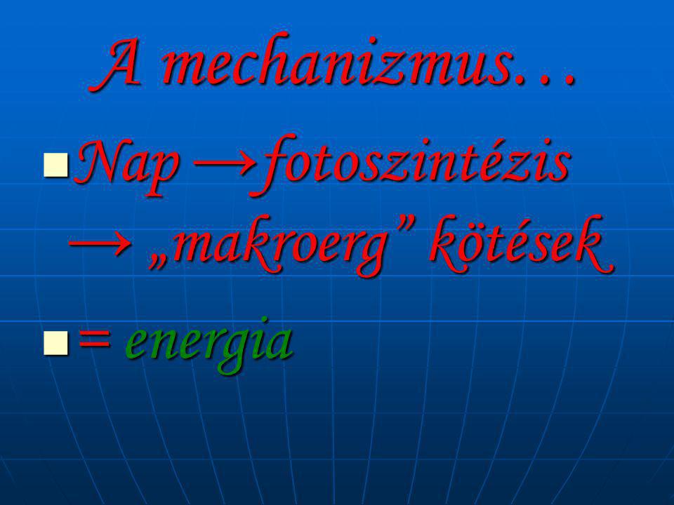 A mechanizmus… Nap →fotoszintézis → „makroerg kötések = energia