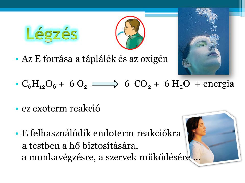 Légzés Az E forrása a táplálék és az oxigén