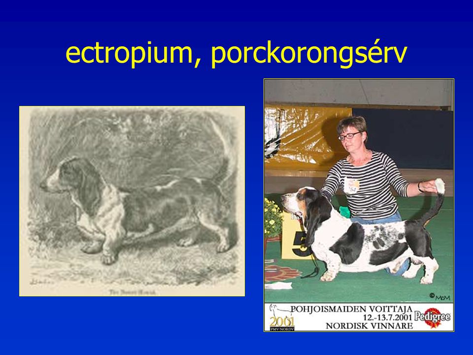 ectropium, porckorongsérv