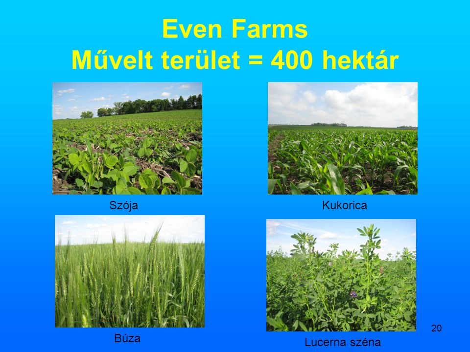 Even Farms Művelt terület = 400 hektár