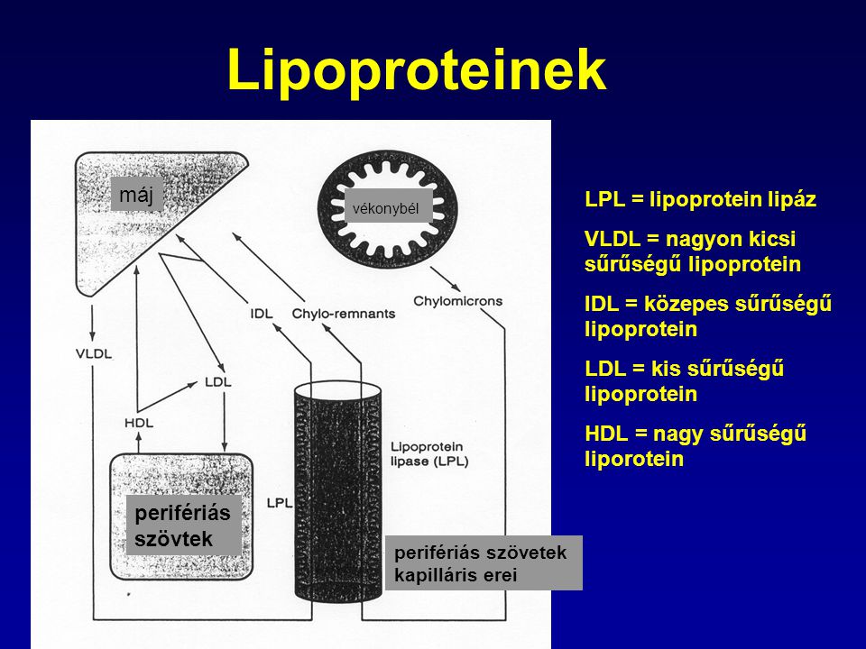 Lipoproteinek máj LPL = lipoprotein lipáz