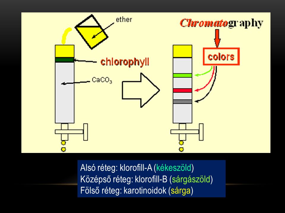 Alsó réteg: klorofill-A (kékeszöld)