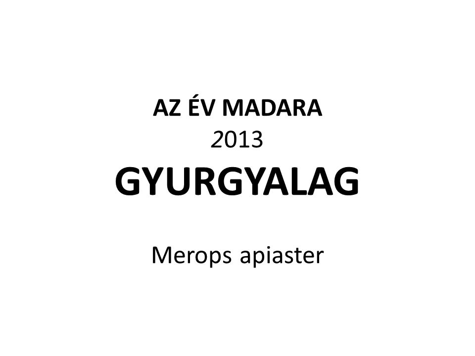 AZ ÉV MADARA 2013 GYURGYALAG Merops apiaster