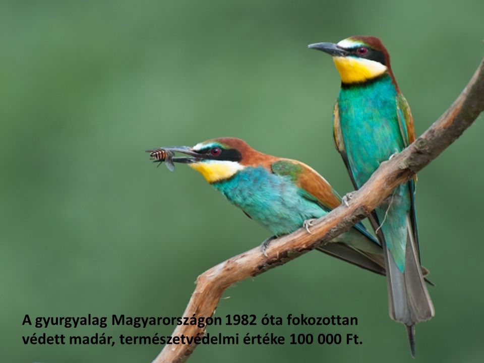 A gyurgyalag Magyarországon 1982 óta fokozottan védett madár, természetvédelmi értéke Ft.