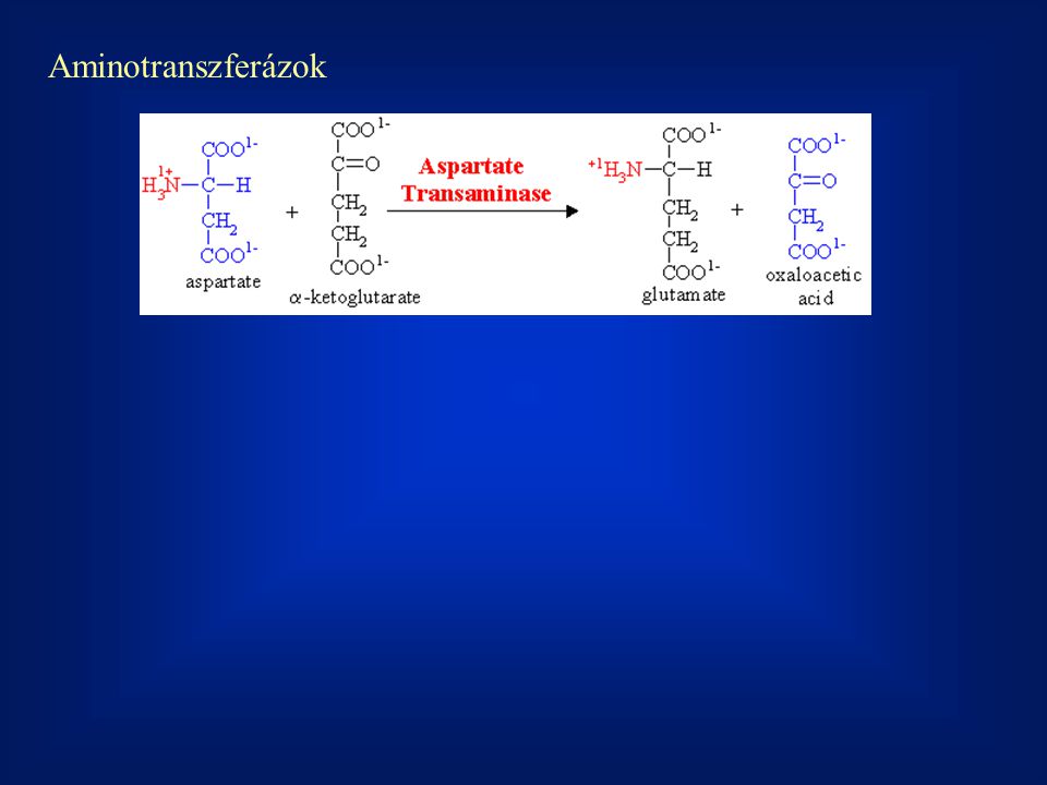Aminotranszferázok