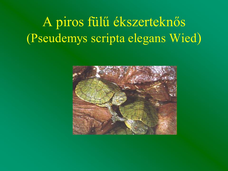 A piros fülű ékszerteknős (Pseudemys scripta elegans Wied)