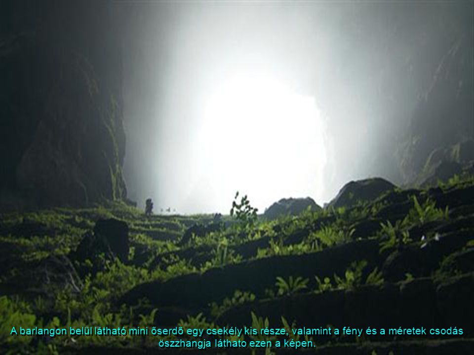 A barlangon belül látható mini őserdő egy csekély kis része, valamint a fény és a méretek csodás öszzhangja láthato ezen a képen.