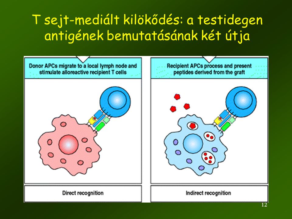 T sejt-mediált kilökődés: a testidegen antigének bemutatásának két útja
