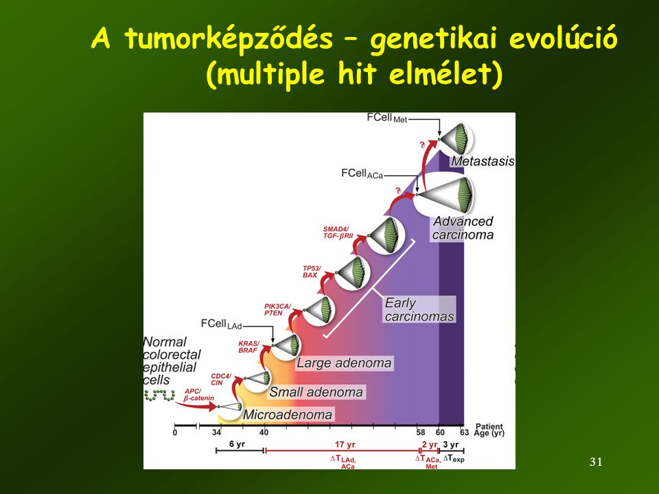 A tumorképződés – genetikai evolúció (multiple hit elmélet)