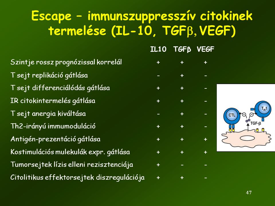 Escape – immunszuppresszív citokinek termelése (IL-10, TGFb, VEGF)