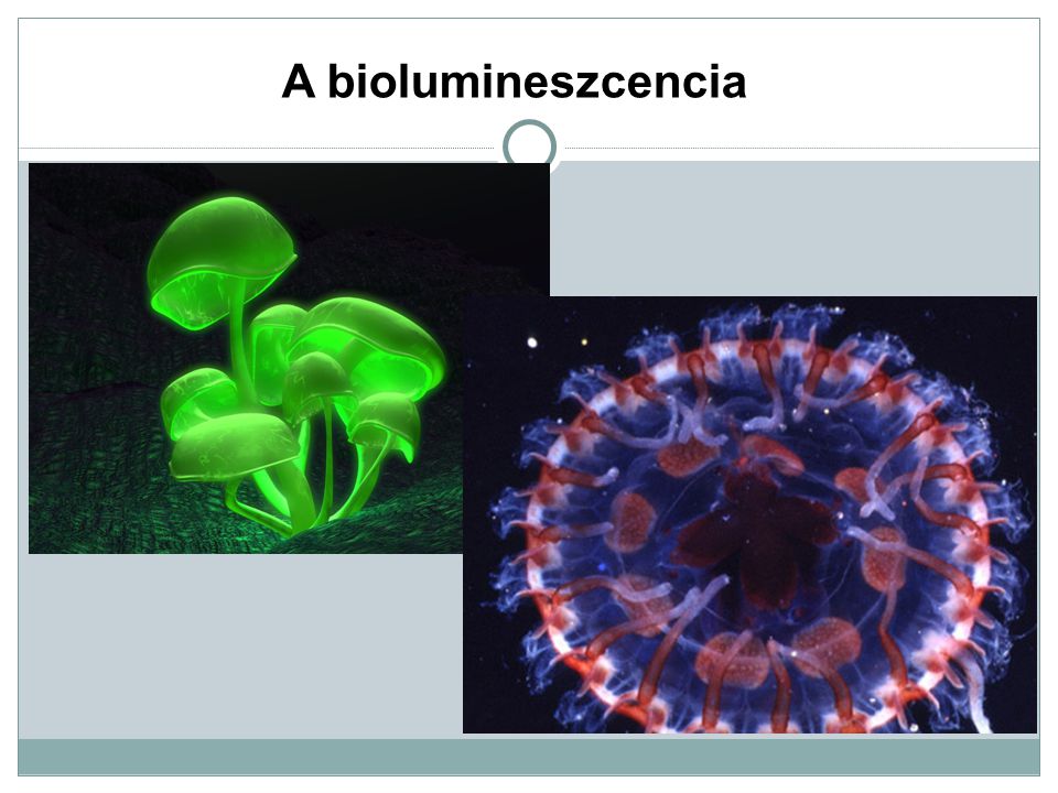 A biolumineszcencia