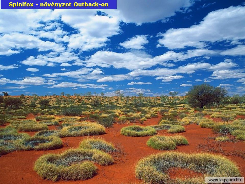 Spinifex - növényzet Outback-on