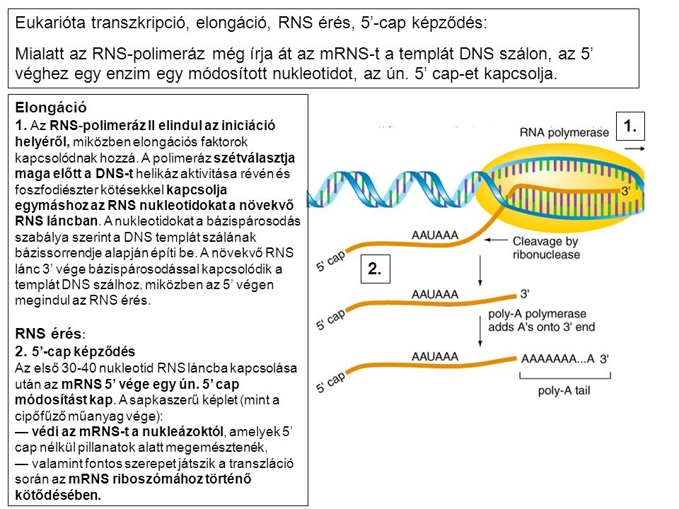 Eukarióta transzkripció, elongáció, RNS érés, 5’-cap képződés: