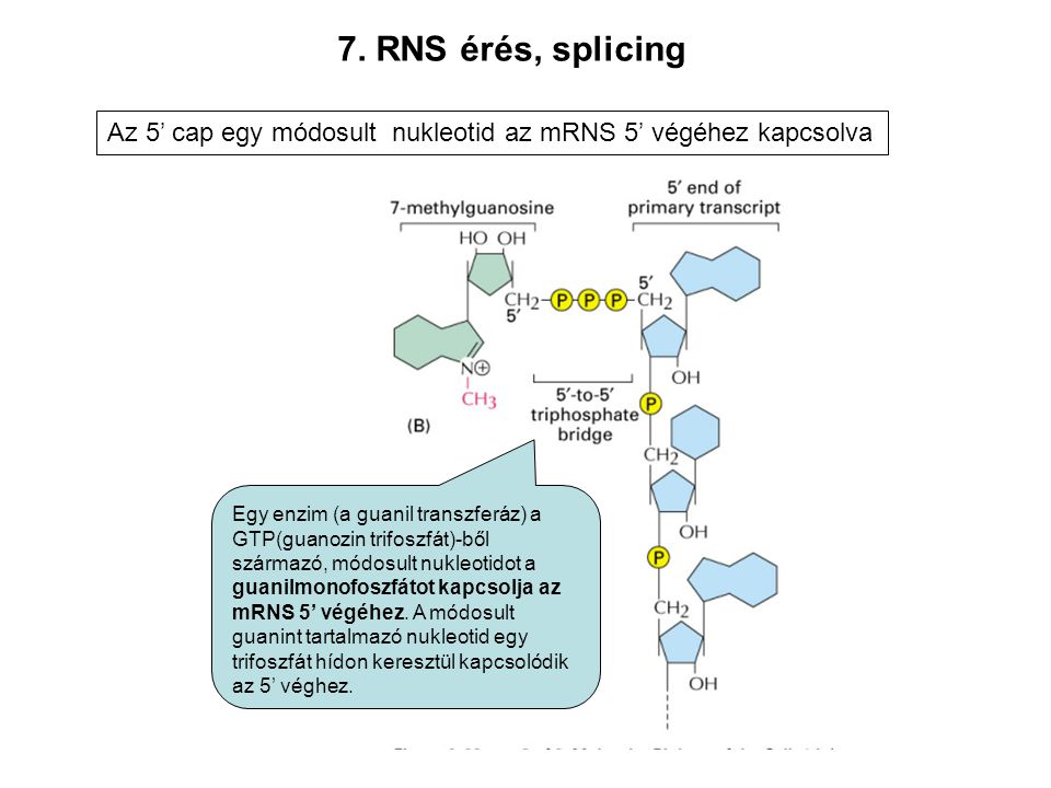 7. RNS érés, splicing Az 5’ cap egy módosult nukleotid az mRNS 5’ végéhez kapcsolva.