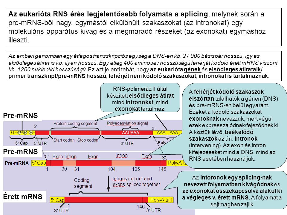 Az eukarióta RNS érés legjelentősebb folyamata a splicing, melynek során a pre-mRNS-ből nagy, egymástól elkülönült szakaszokat (az intronokat) egy molekuláris apparátus kivág és a megmaradó részeket (az exonokat) egymáshoz illeszti.