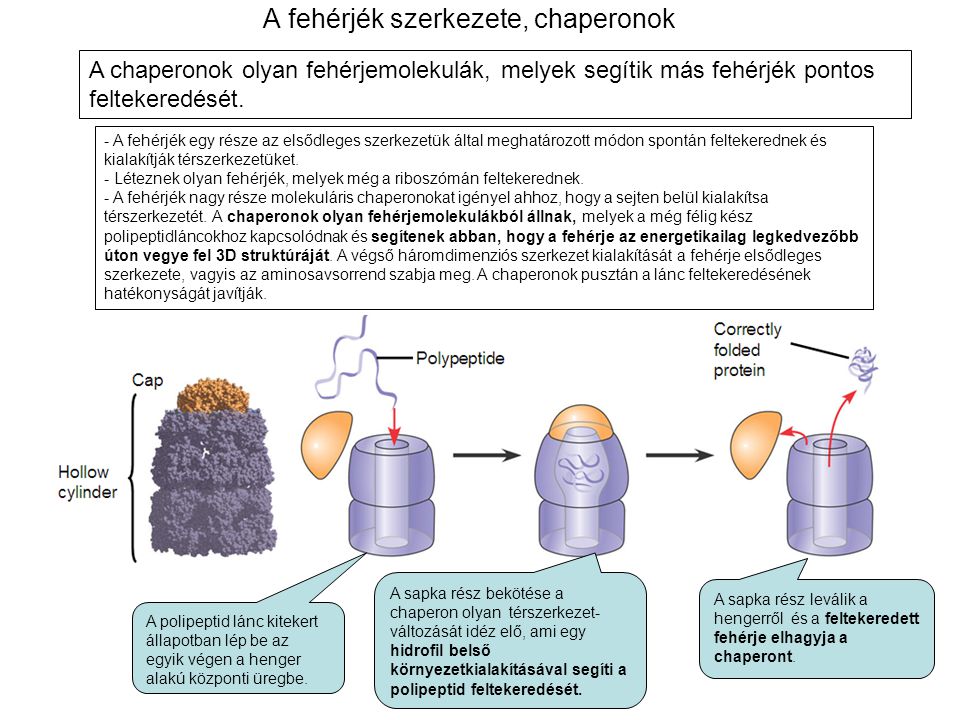 A fehérjék szerkezete, chaperonok