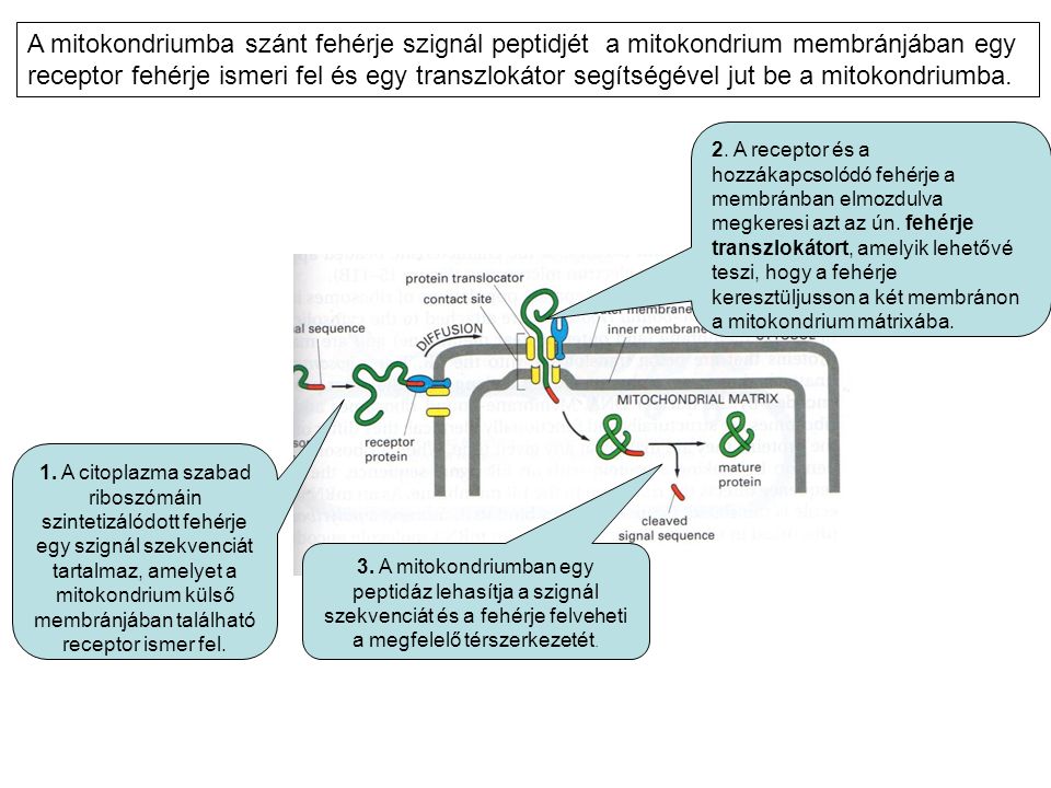 A mitokondriumba szánt fehérje szignál peptidjét a mitokondrium membránjában egy receptor fehérje ismeri fel és egy transzlokátor segítségével jut be a mitokondriumba.