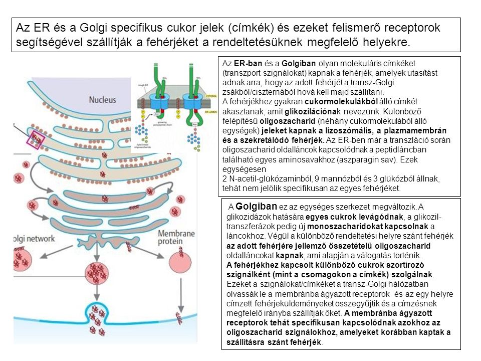 Az ER és a Golgi specifikus cukor jelek (címkék) és ezeket felismerő receptorok segítségével szállítják a fehérjéket a rendeltetésüknek megfelelő helyekre.
