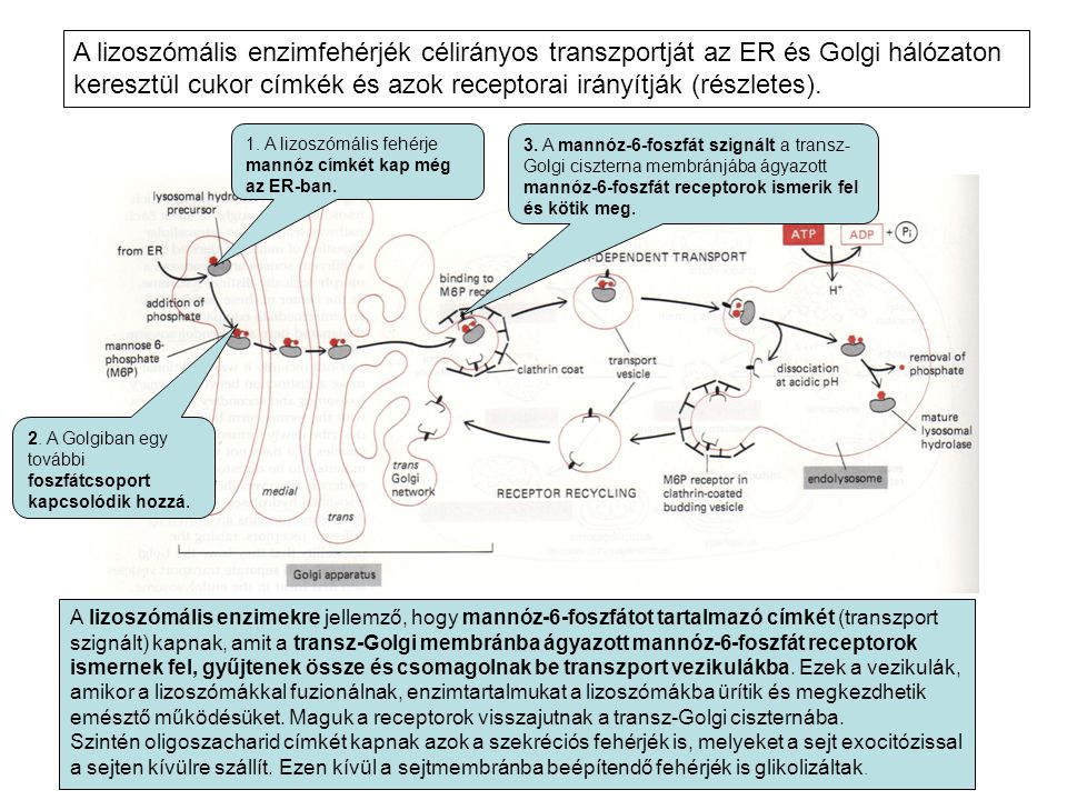 A lizoszómális enzimfehérjék célirányos transzportját az ER és Golgi hálózaton keresztül cukor címkék és azok receptorai irányítják (részletes).