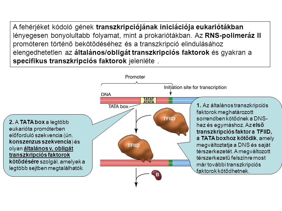 A fehérjéket kódoló gének transzkripciójának iniciációja eukariótákban lényegesen bonyolultabb folyamat, mint a prokariótákban. Az RNS-polimeráz II promóteren történő bekötődéséhez és a transzkripció elindulásához elengedhetetlen az általános/obligát transzkripciós faktorok és gyakran a specifikus transzkripciós faktorok jelenléte .