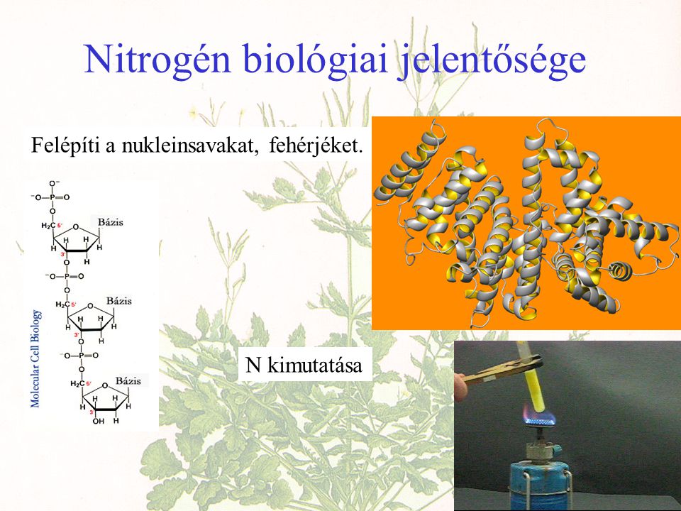 Nitrogén biológiai jelentősége