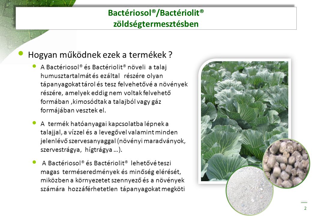 Bactériosol®/Bactériolit® zöldségtermesztésben
