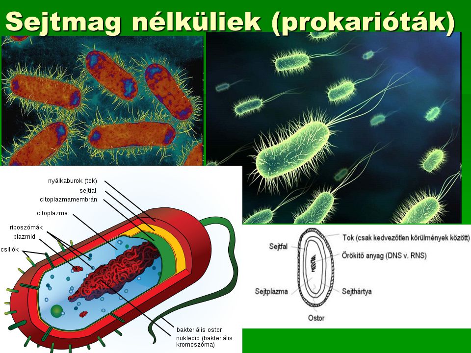 Sejtmag nélküliek (prokarióták)