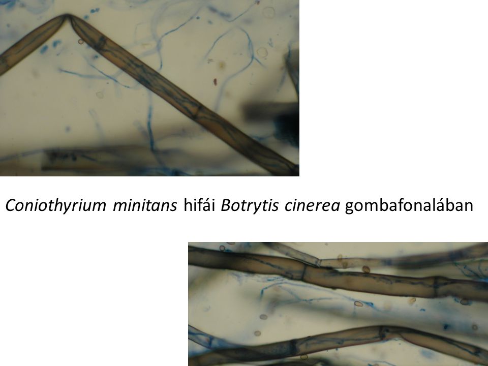 Coniothyrium minitans hifái Botrytis cinerea gombafonalában