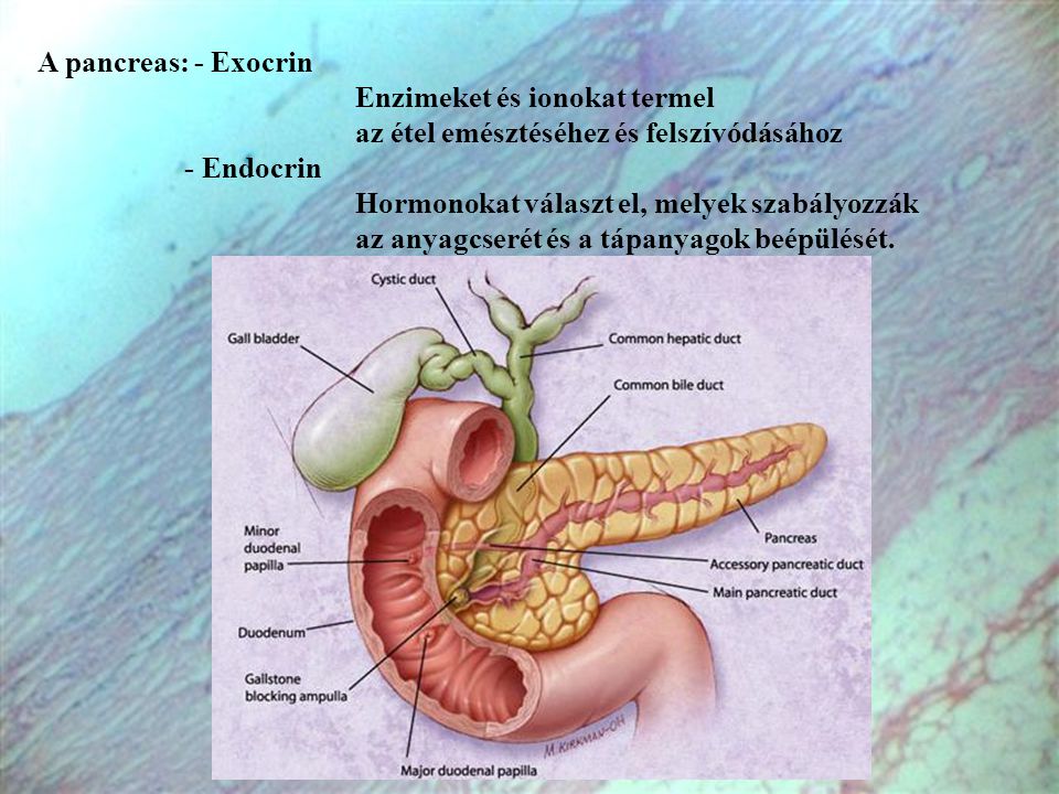 A pancreas: - Exocrin Enzimeket és ionokat termel. az étel emésztéséhez és felszívódásához. - Endocrin.